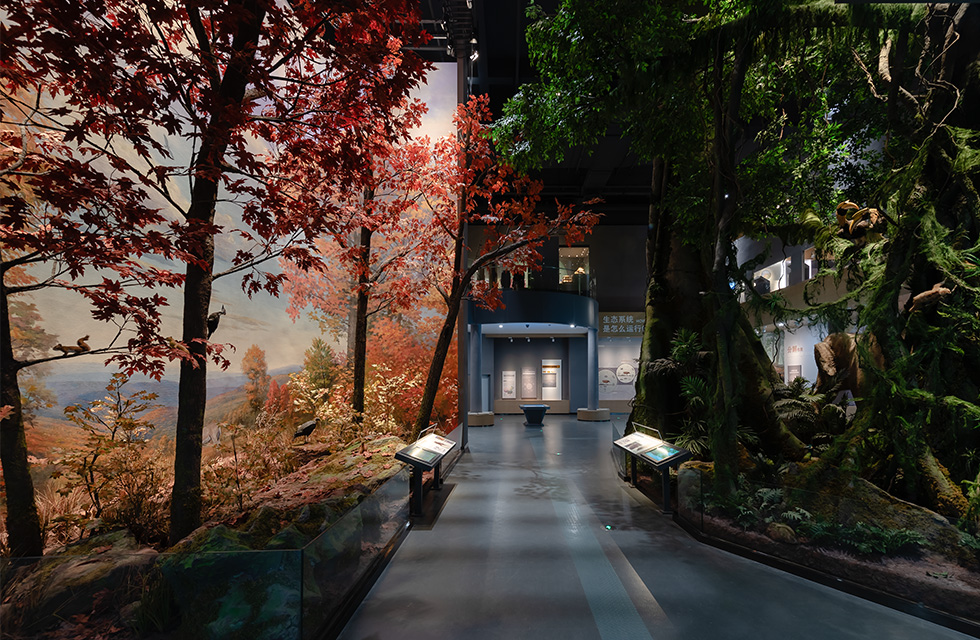 In the lighting design of the Gutian Mountain scene in the Ecological Pavilion, the goal of "activation" is vividly displayed. The entire Gutian Mountain scene simulates the changes of sunrise and sunset. Ecological Pavilion